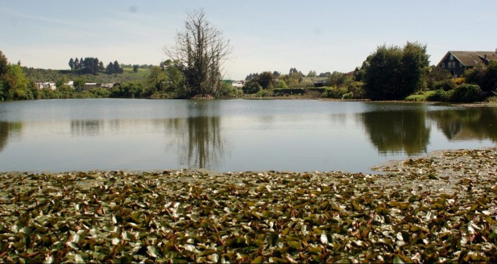 Humedales: Un tesoro en Llanquihue