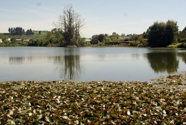 Humedales: Un tesoro en Llanquihue