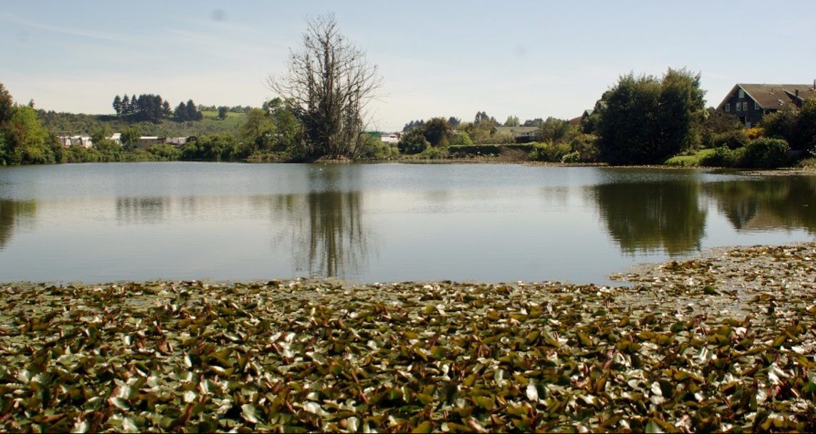 Humedales: Un tesoro en Llanquihue