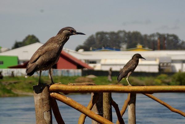 Avistameinto de Aves