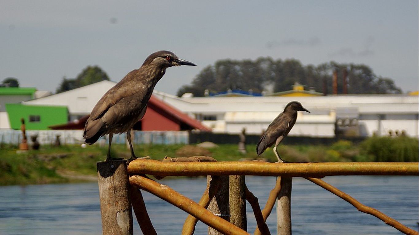 Avistamiento de Aves